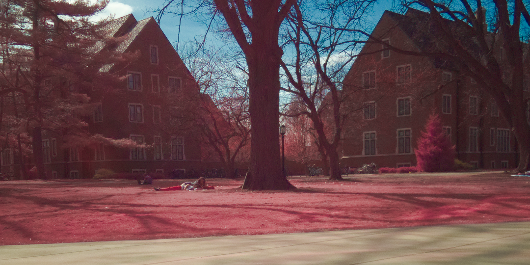 Person studying around bright red plants in a field. Dark blue sky. Otherwise normal colors.