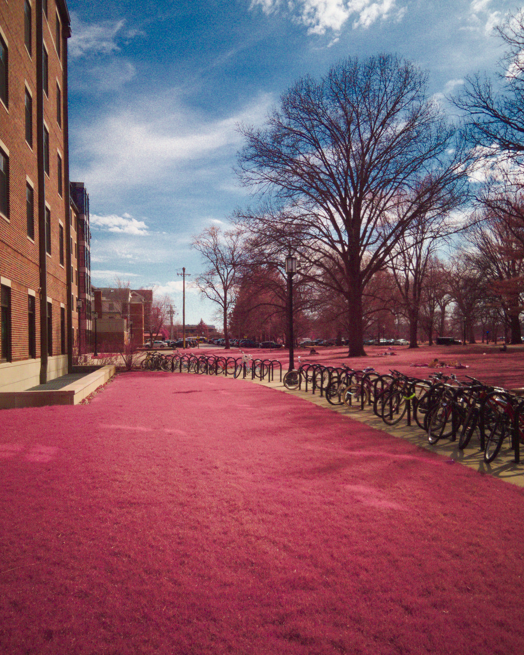 Landscape with pink grass